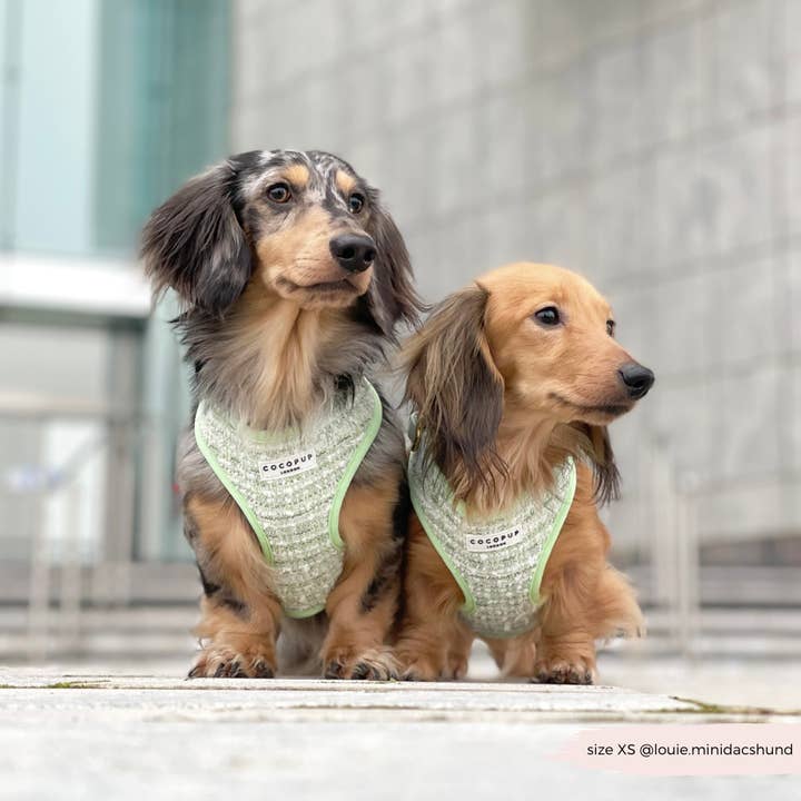 Cocopup London – wholesale Pet harness – Dog – Matcha Textured Tweed Adjustable Neck Harness23