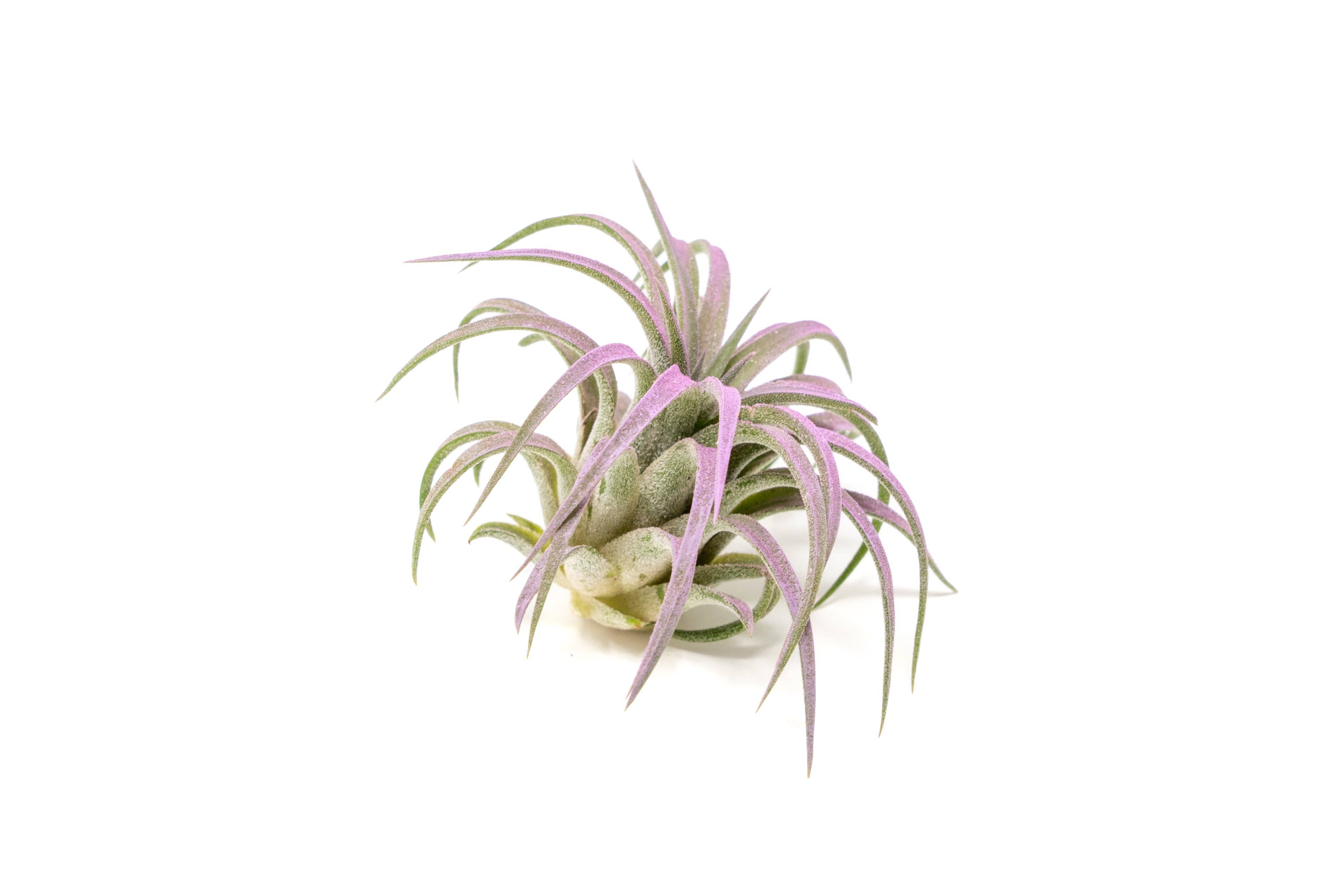 Air Plant Shop - Wholesale Live Plant - Color Enhanced Tillandsia Ionantha Rubra Air Plants22