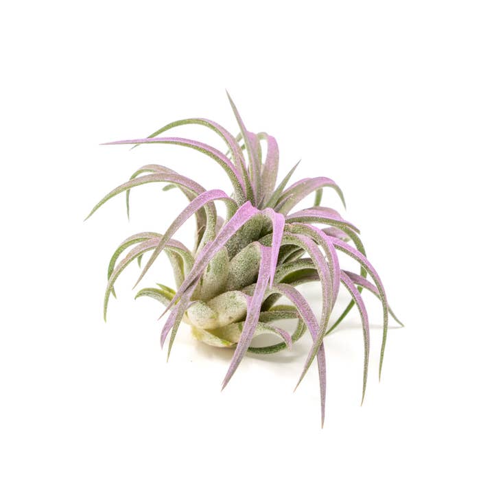 Air Plant Shop - Wholesale Live Plant - Color Enhanced Tillandsia Ionantha Rubra Air Plants22