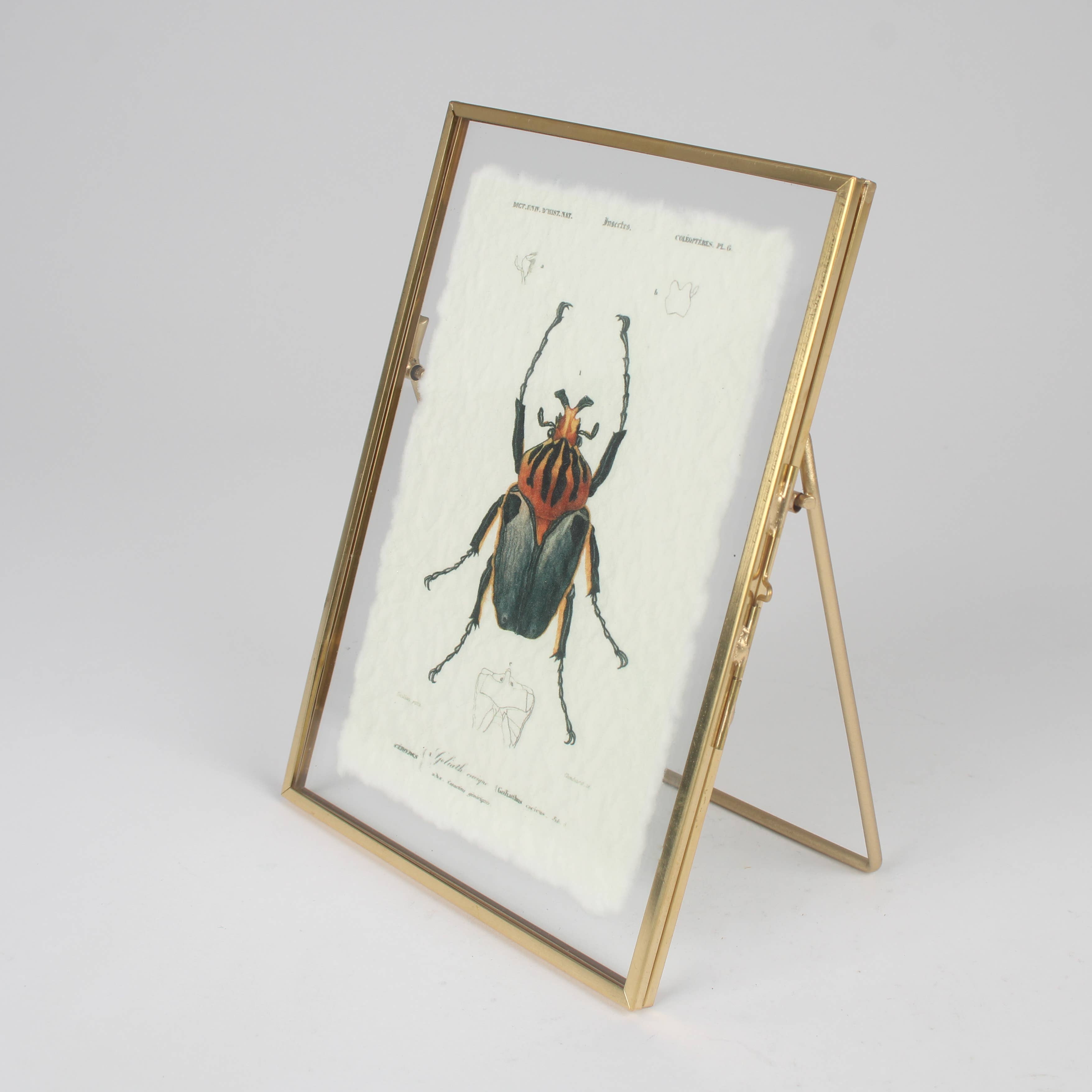 Originals International Ltd - Vendita all'ingrosso Stampa artistica - Illustrazione di Coleottero Incorniciato - Stampa di Entomologia Vintage1