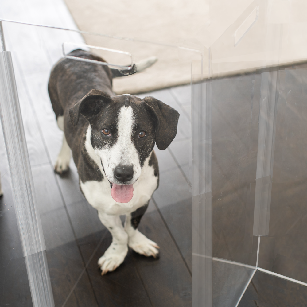 Hiddin - Wholesale Pet Folding Gate - Dog - Tall Zig Zag Gate8