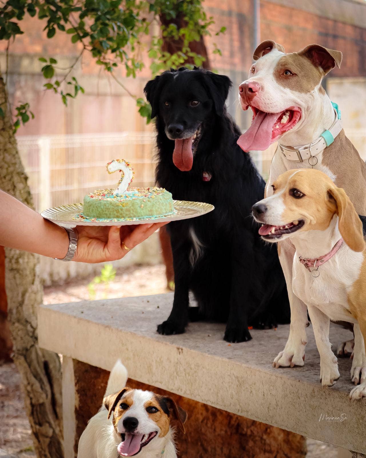 Cooka's Cookies - Wholesale Pet Treats - Dog - Cake in a Box - Chicken or Krill Cake Mix for dogs9