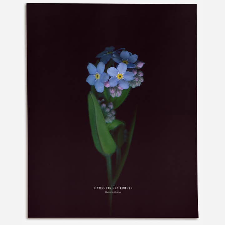 Woodland Forget-Me-Not (Myosotis sylvatica) for wholesale by Raoul & Simone