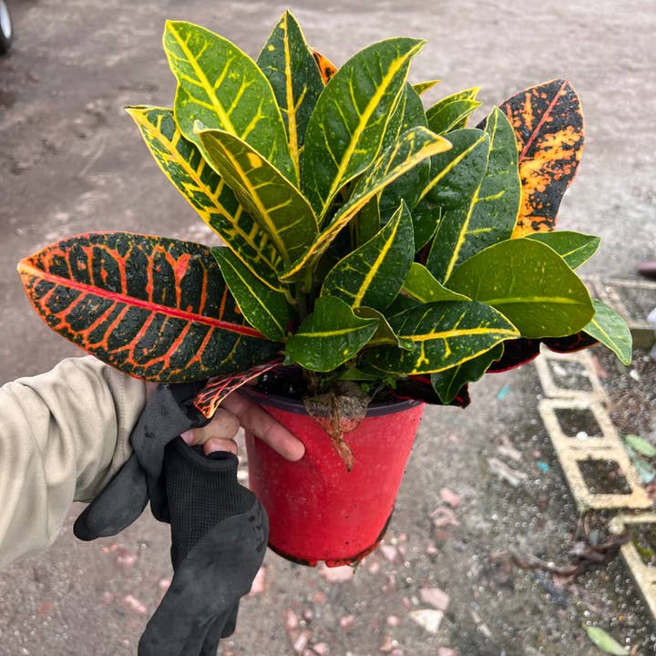 6" Croton Petra 3PPP for wholesale by Triad Plants