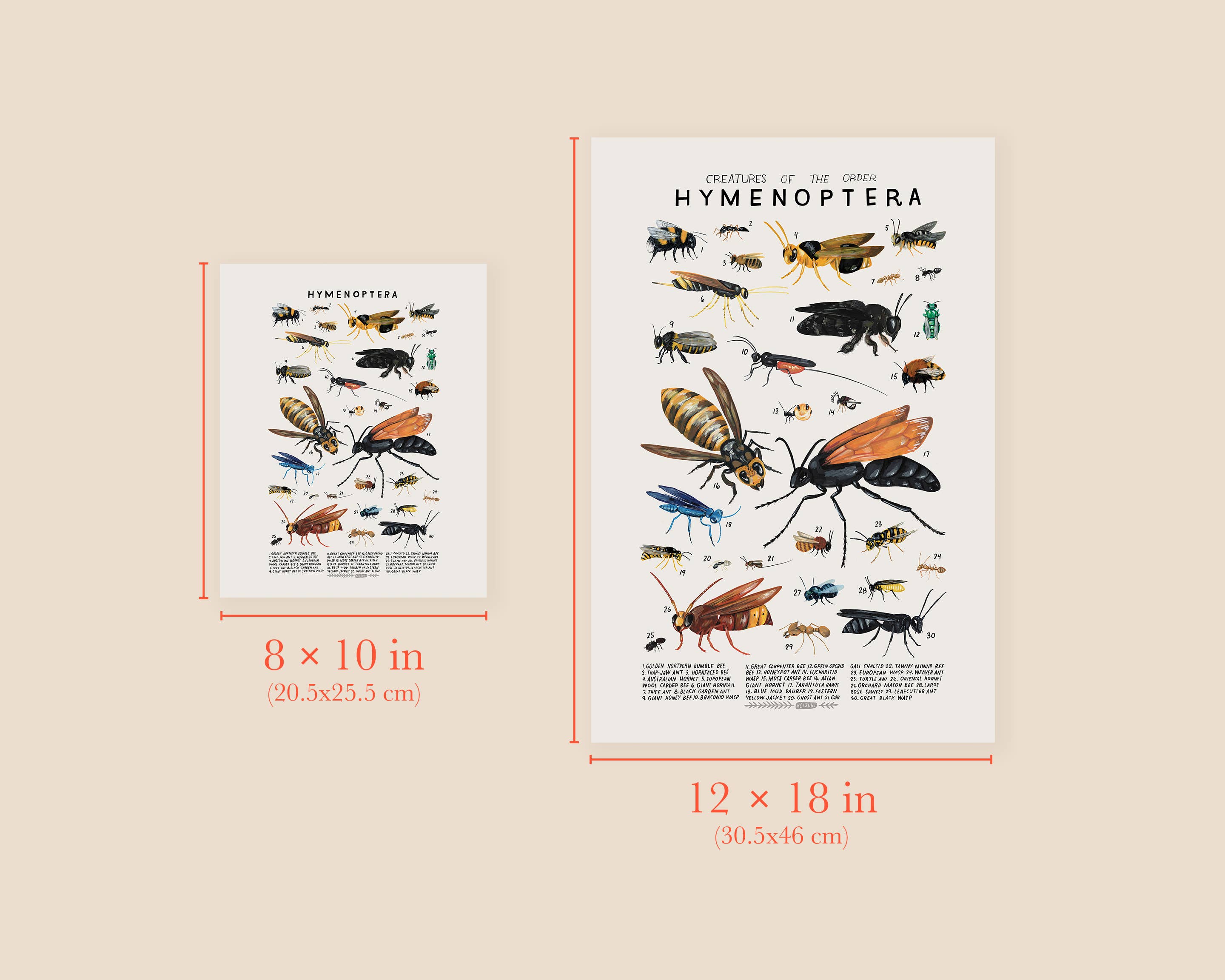 Kelzuki – wholesale Art print – Hymenoptera: Bees, Wasps2
