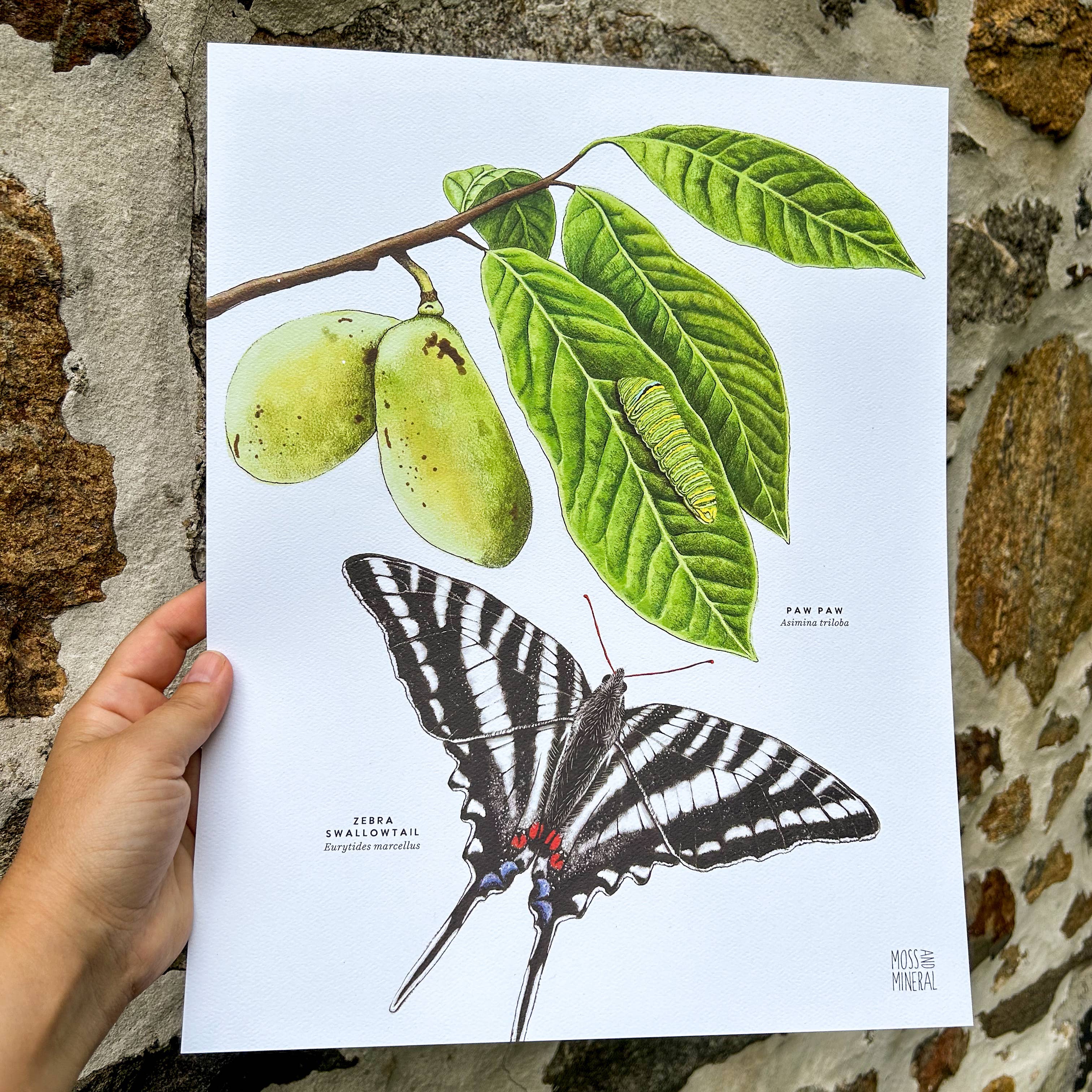 Moss and Mineral - Wholesale Art Print - Zebra Swallowtail Butterfly and Paw Paw, Botanical Illustrat1