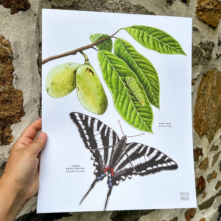 Moss and Mineral - Wholesale Art Print - Zebra Swallowtail Butterfly and Paw Paw, Botanical Illustrat1