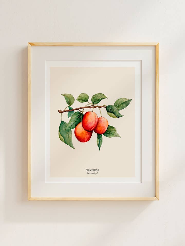 Black plum for wholesale by Sarah Choquette Scott Artiste