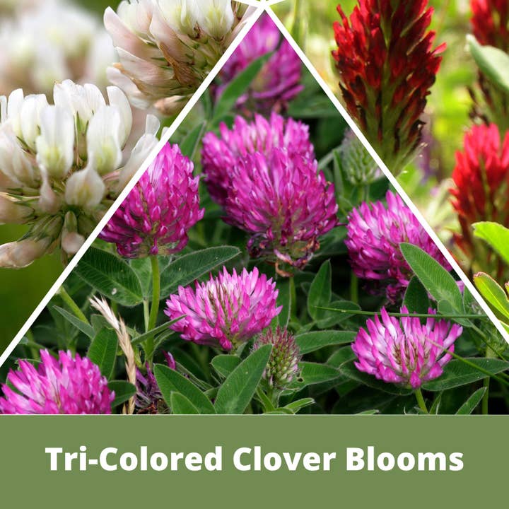 Flawn Seed Kits - Wholesale Plant Seeds - Tri-Colored Clover Seed Mix Compostable Hanging Pouches
