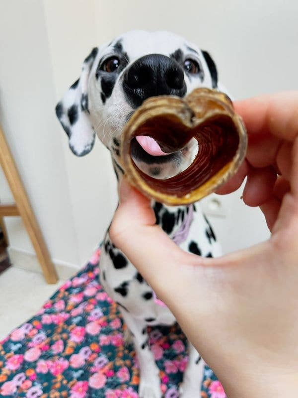 Kivo Petfood - Wholesale Pet Treats - Dog - Dog Snack - Sawn Beef Trachea - 500g1