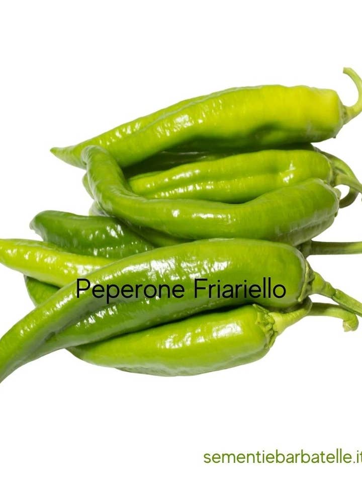 Piment Friariello pour la vente par Sementi & Barbatelle