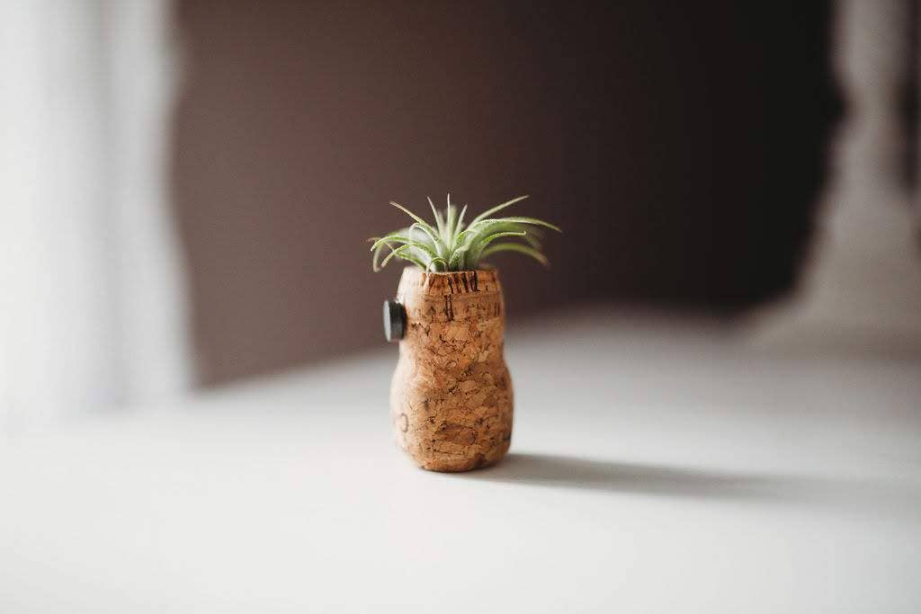 The Simply Crafty Shop - Wholesale Magnet - Magnetic Wine/ Champagne Cork Air Plant Holder1