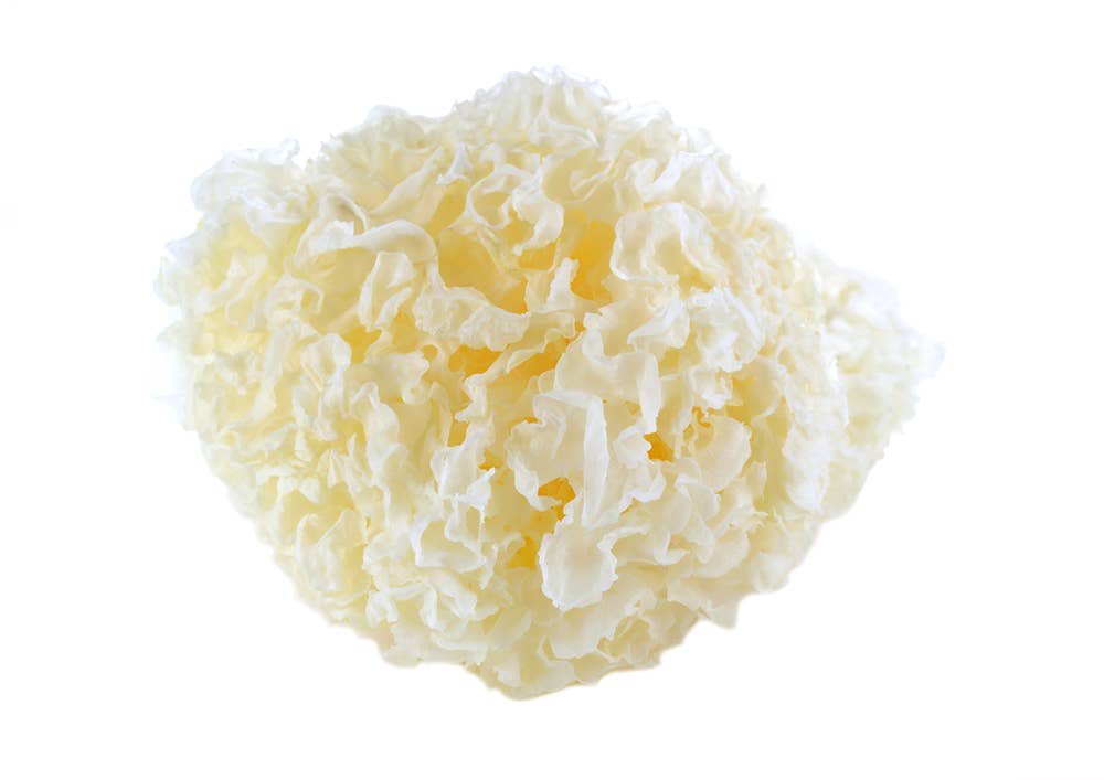 Addictive Wellness - Wholesale Protein/Superfood Powder - Tremella Mushroom Extract – Beauty & Hydration Support2