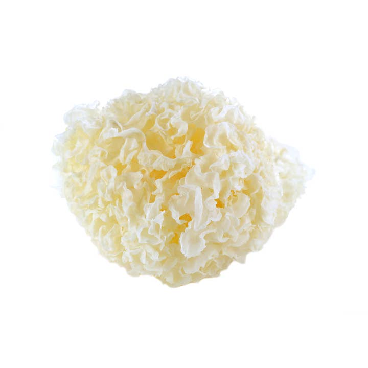 Addictive Wellness - Wholesale Protein/Superfood Powder - Tremella Mushroom Extract – Beauty & Hydration Support2