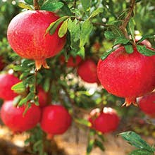 Smart Juice - Wholesale Fruit Juice - Organic Pomegranate Juice