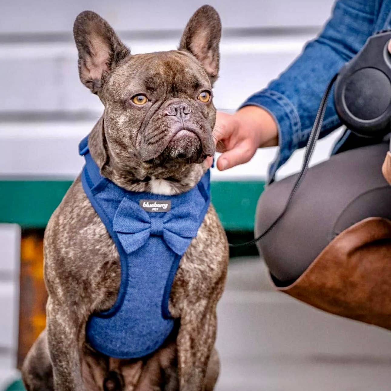 Blueberry Pet - Vendita all'ingrosso Collare - Cani - Collare per cane in tweed testurizzato con papillon staccabile24