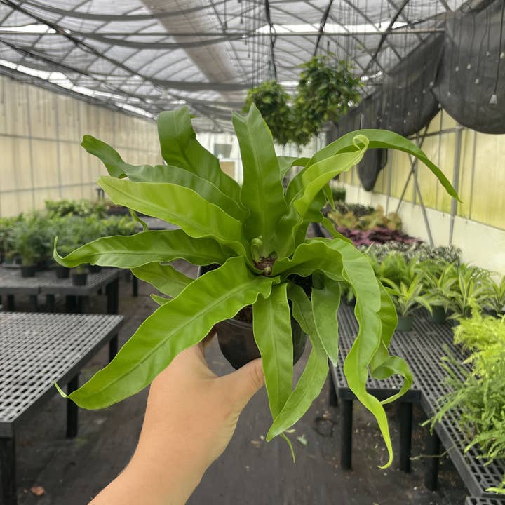 Thorsen's Greenhouse - Wholesale Live Plant - Hurricane Bird's-nest Fern - 4" Live Plant3