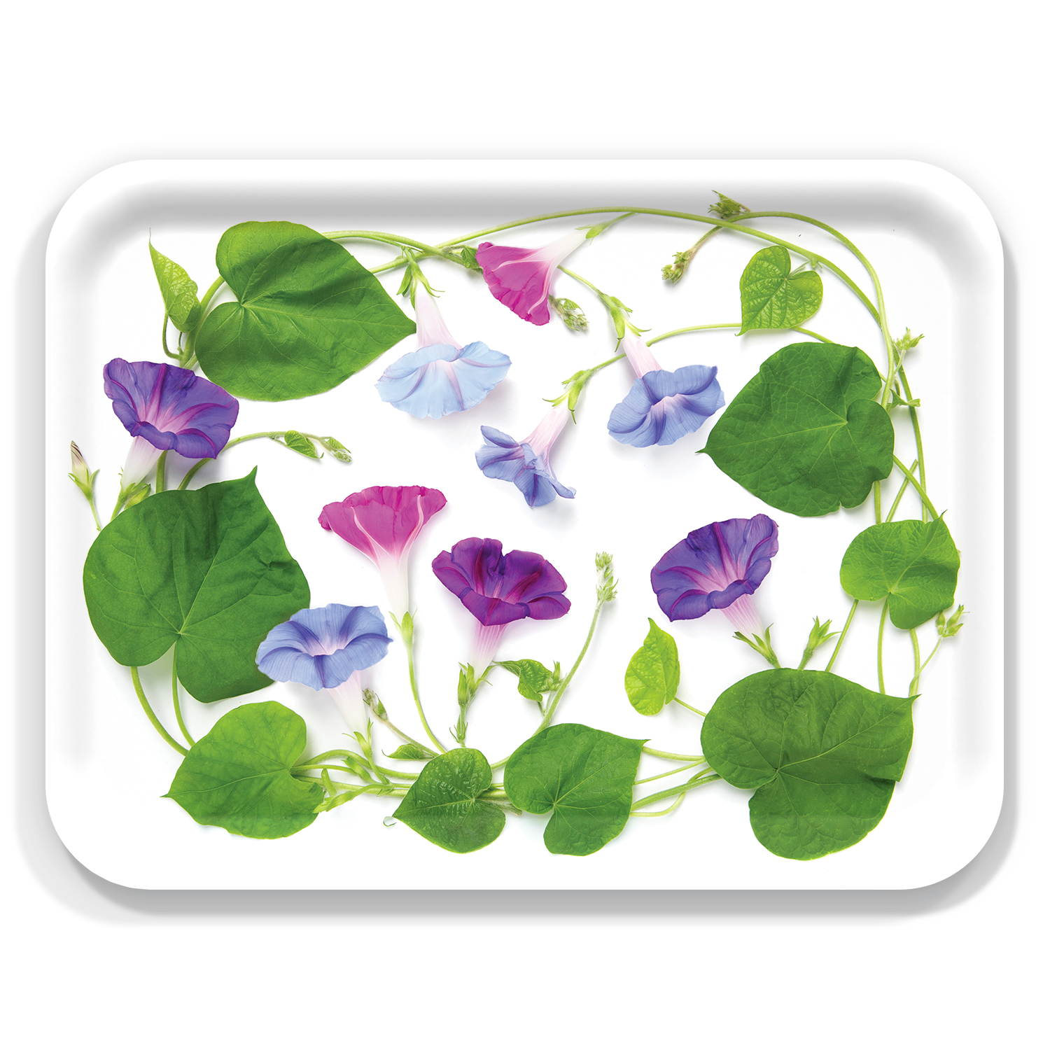 Trays4Us - Wholesale Serving Tray - Garden Floral Trays by Bottle Branch Botanic Art8