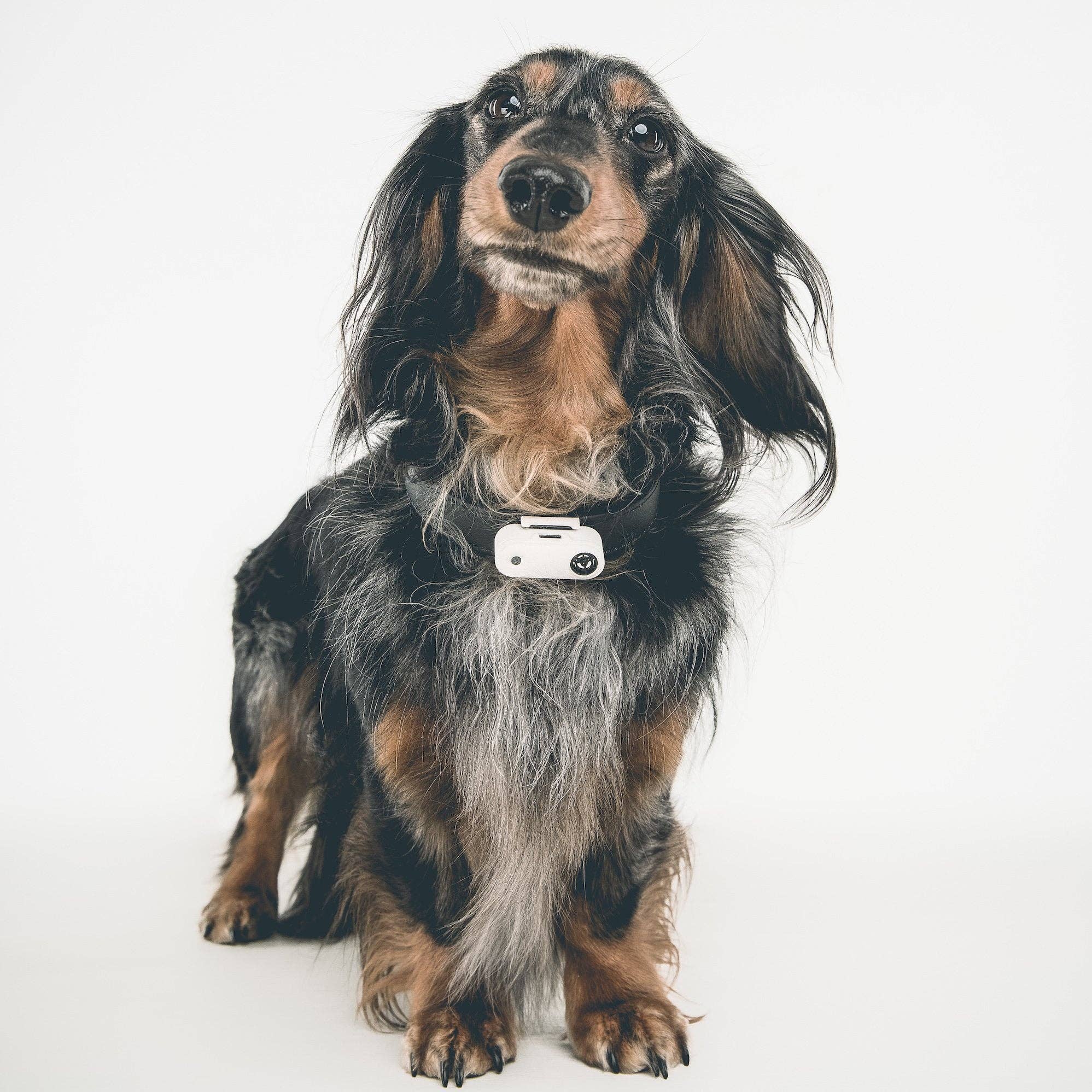 TicklessUSA - Wholesale Pet Flea/Tick Spray - Tickless Mini Dog Chemical-Free Tick and Flea Repellent 7