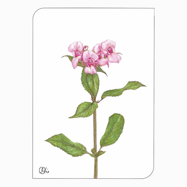 Postkarte pink Springkraut - Pflanzenaquarell - Papeterie für den Großhandel von christine wiegelmann design