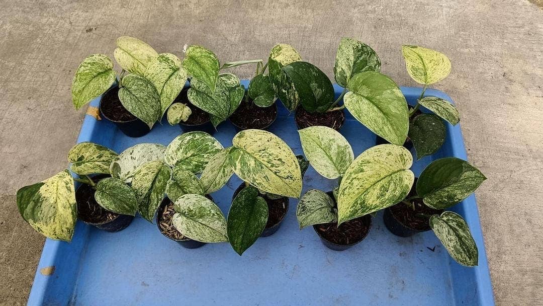 OrchidBox - Wholesale Live Plant - Scindapsus “Cream Blue” variegata variegated | Rare Houseplant0