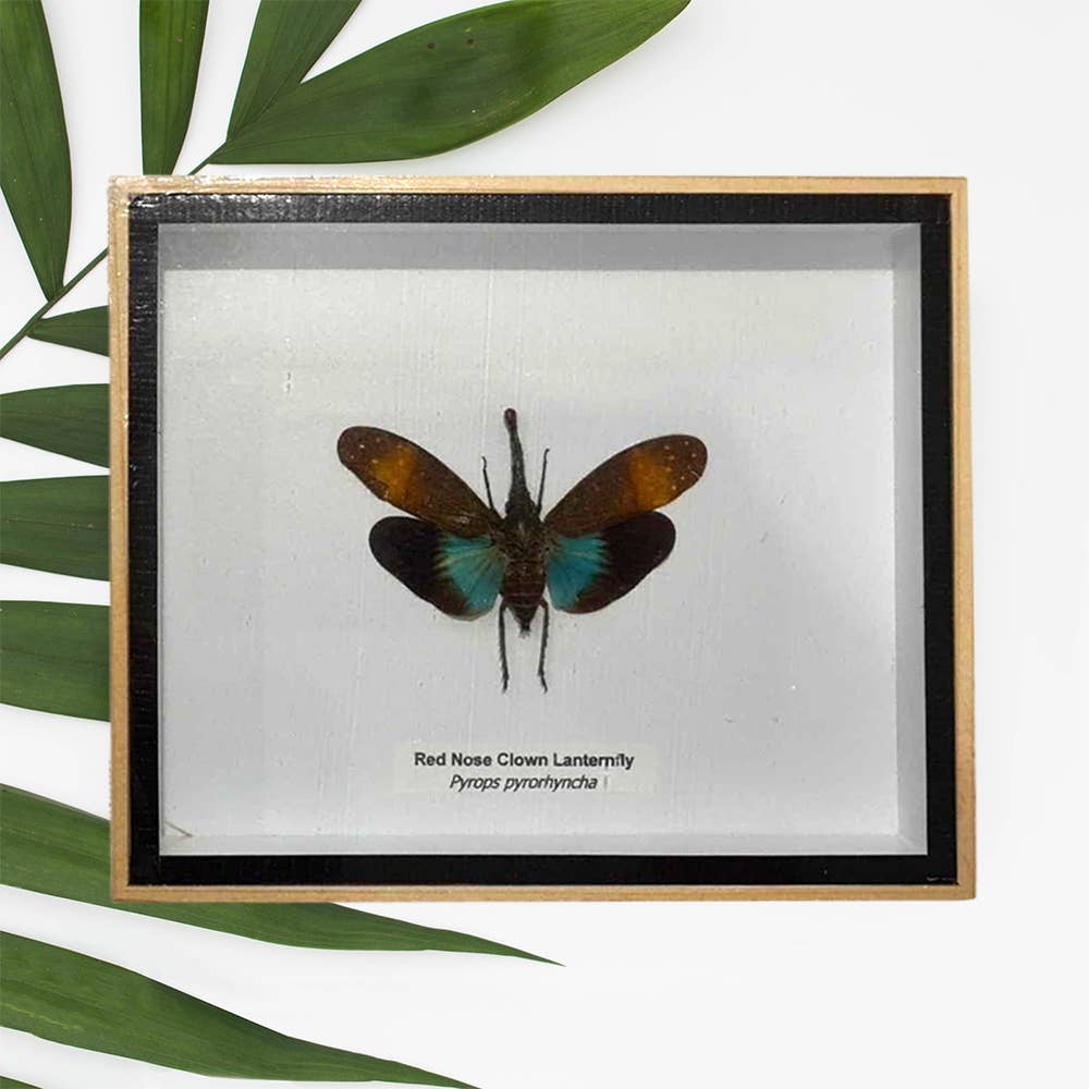 VIE - Wholesale Wall Accent - Framed Insect, Assorted36