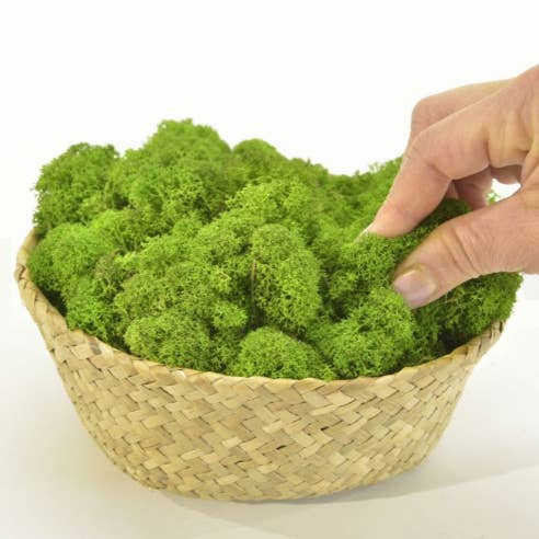 Moss House - Wholesale Live Plant - Lichen Stabilized Reindeer Moss Light Green by MossHouse3