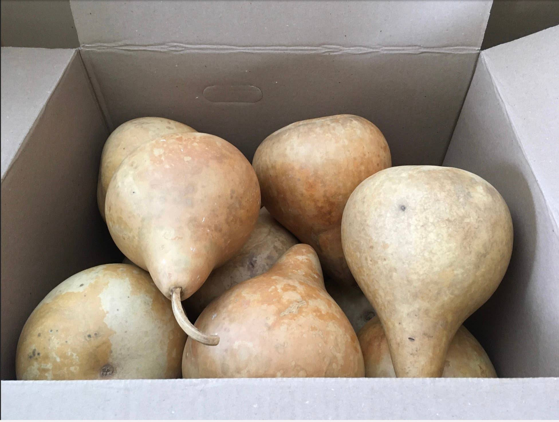 YellowSeventeen - Wholesale Decorative Tabletop Object - 16 Craft Ready Cleaned TOP QUALITY Gourds Martin House 7 inc1