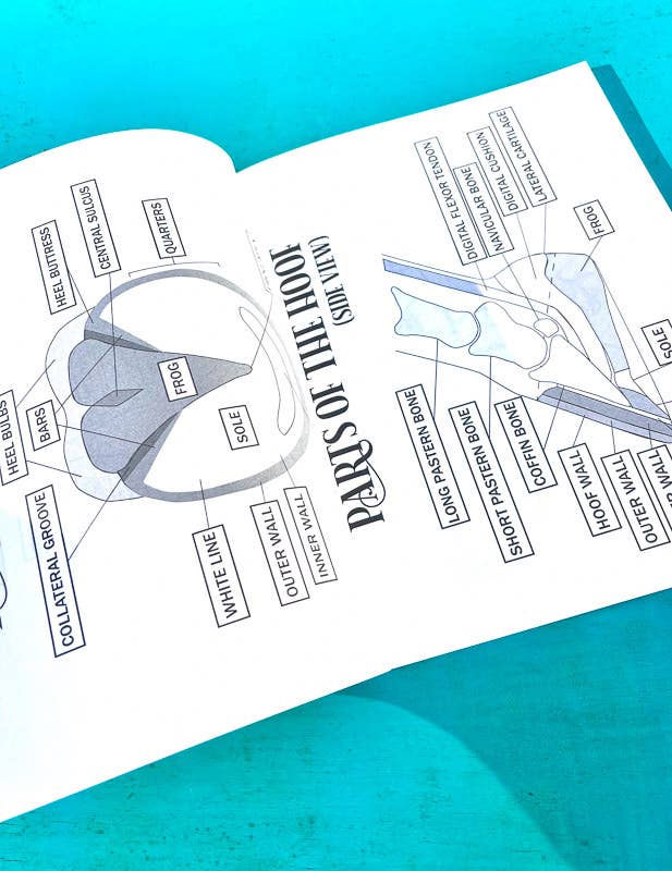 Circus Unicorn Shop - Wholesale Education Book - The Riding Student's Horse Workbook10