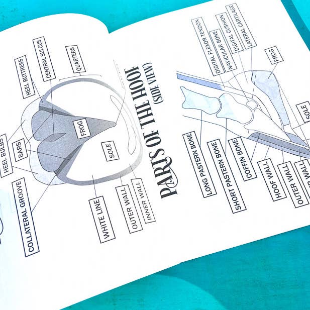 Circus Unicorn Shop - Wholesale Education Book - The Riding Student's Horse Workbook10