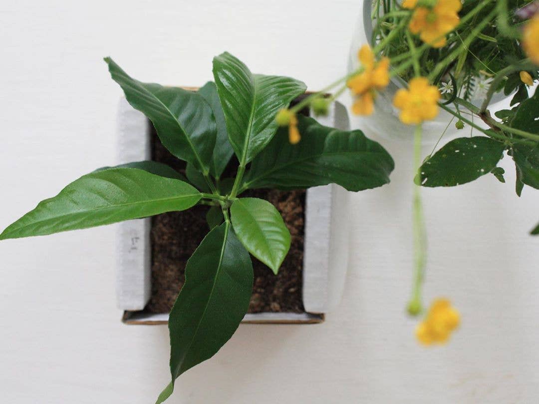 Lil Plot - Vendita all'ingrosso Piante vive - Kit per Coltivare un Albero di Limoni4