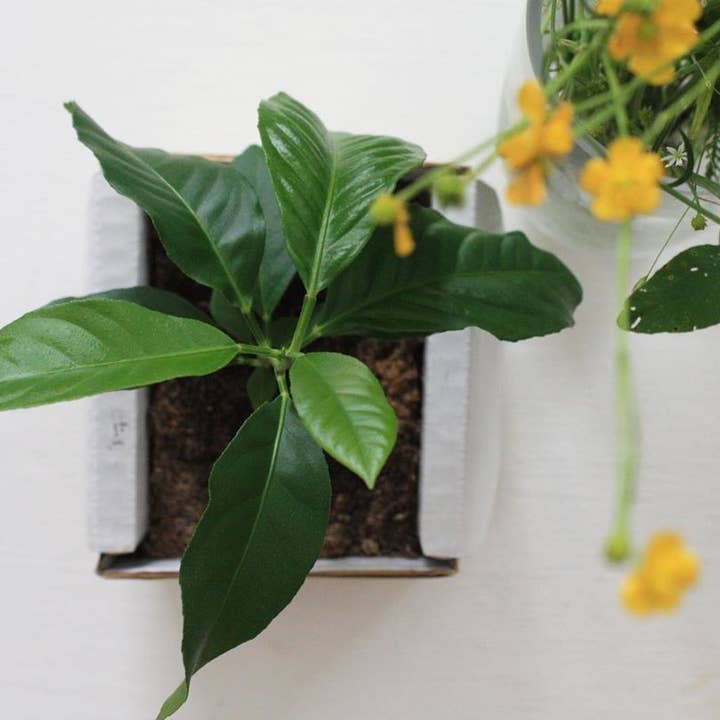 Lil Plot - Vendita all'ingrosso Piante vive - Kit per Coltivare un Albero di Limoni4