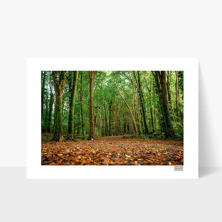 Ballybeg Woods | Contea di Clare per la vendita all'ingrosso da parte di SIAR Photography
