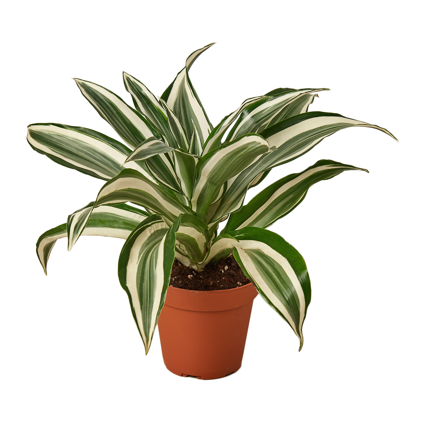 House Plant Wholesale - Wholesale Live Plant - Dracaena Warneckii 'White Jewel'0