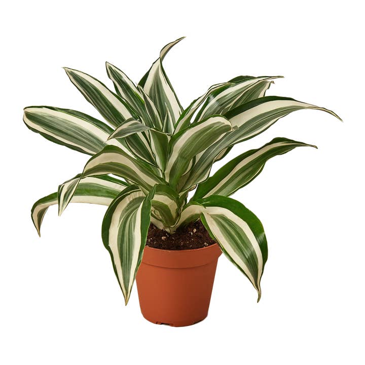 House Plant Wholesale - Wholesale Live Plant - Dracaena Warneckii 'White Jewel'