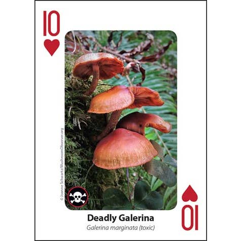 VisionWorks LLC - Vendita all'ingrosso Carte da gioco - Carte da gioco con funghi. Impara giocando. Mazzo completo.2