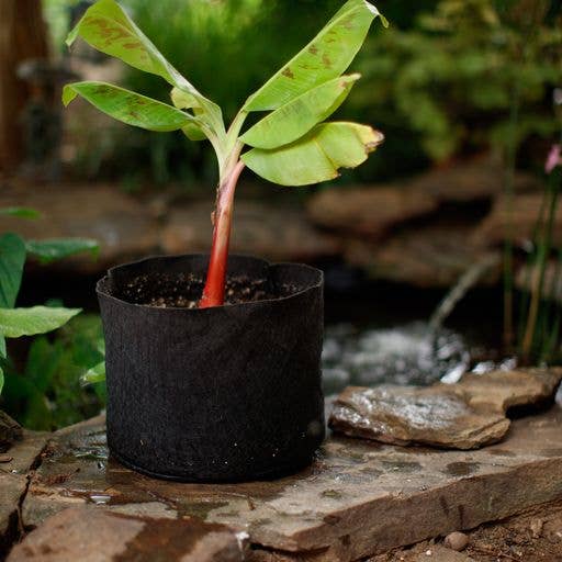 Smart Pots - Venta al por mayor Macetas - Macetas para estanque de 10 galones4