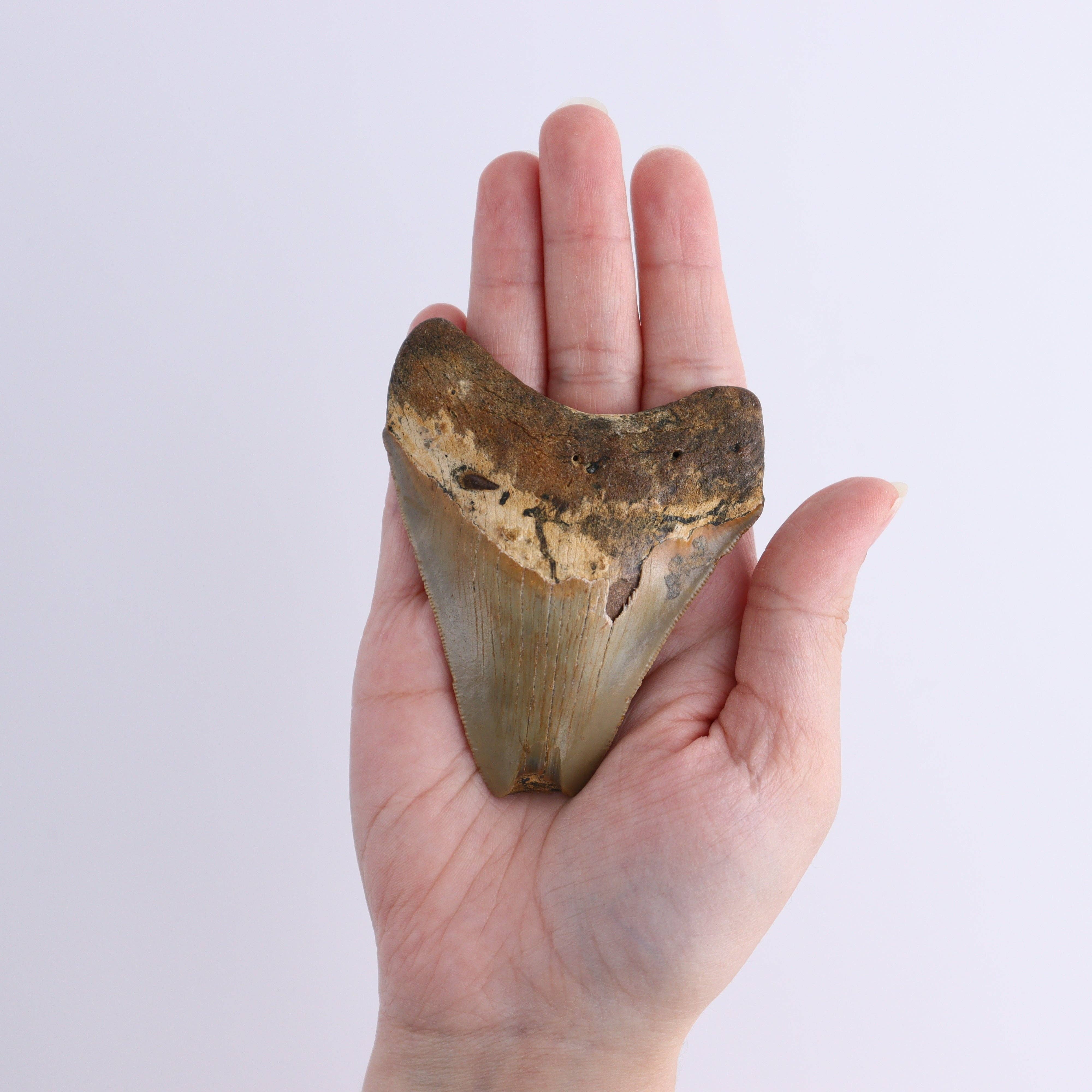 Mi Esperanza Minerals – wholesale Decorative tabletop object – Megalodon Teeth Set of 34