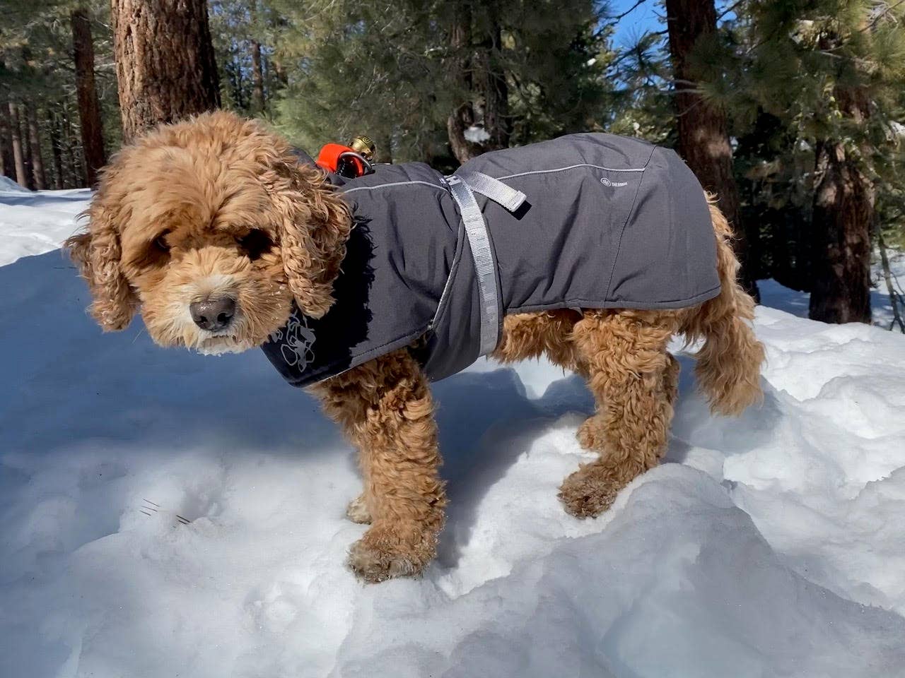 New England Bells - Wholesale Pet Collar - Dog - Dog Collar Bells - #1 Bell2