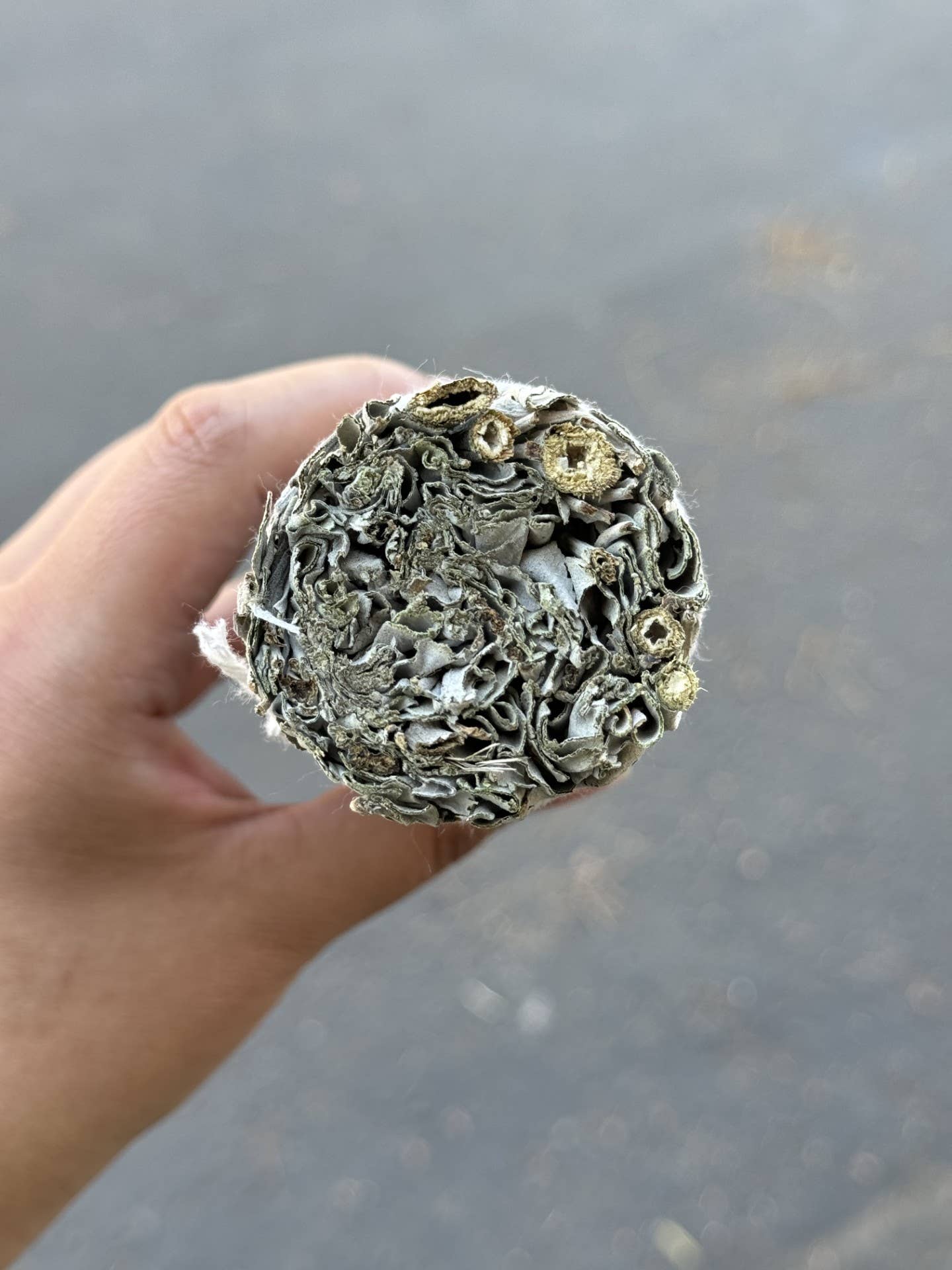 Sarimoire - Wholesale Smudge Stick - 9" Inch California White Sage (Salvia Apiana) Herb Wands1