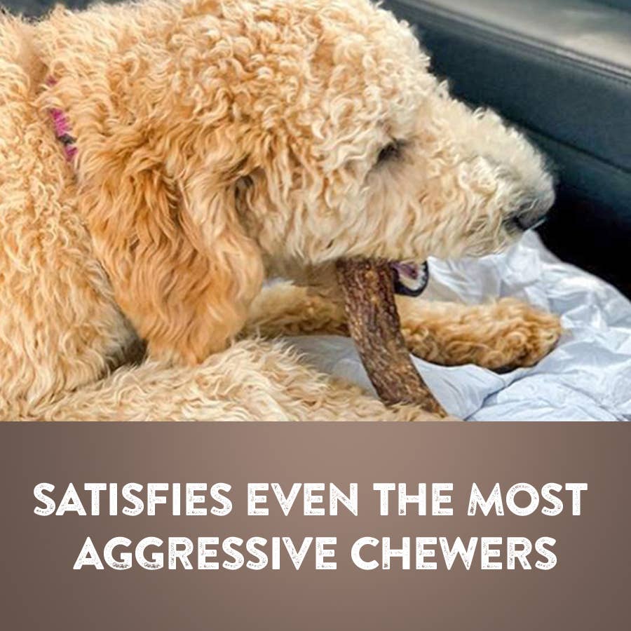 WhiteTail Naturals – wholesale Hundben/bitleksak - Hund – Stora hela hjorthornsgnagare - säljs per pund11