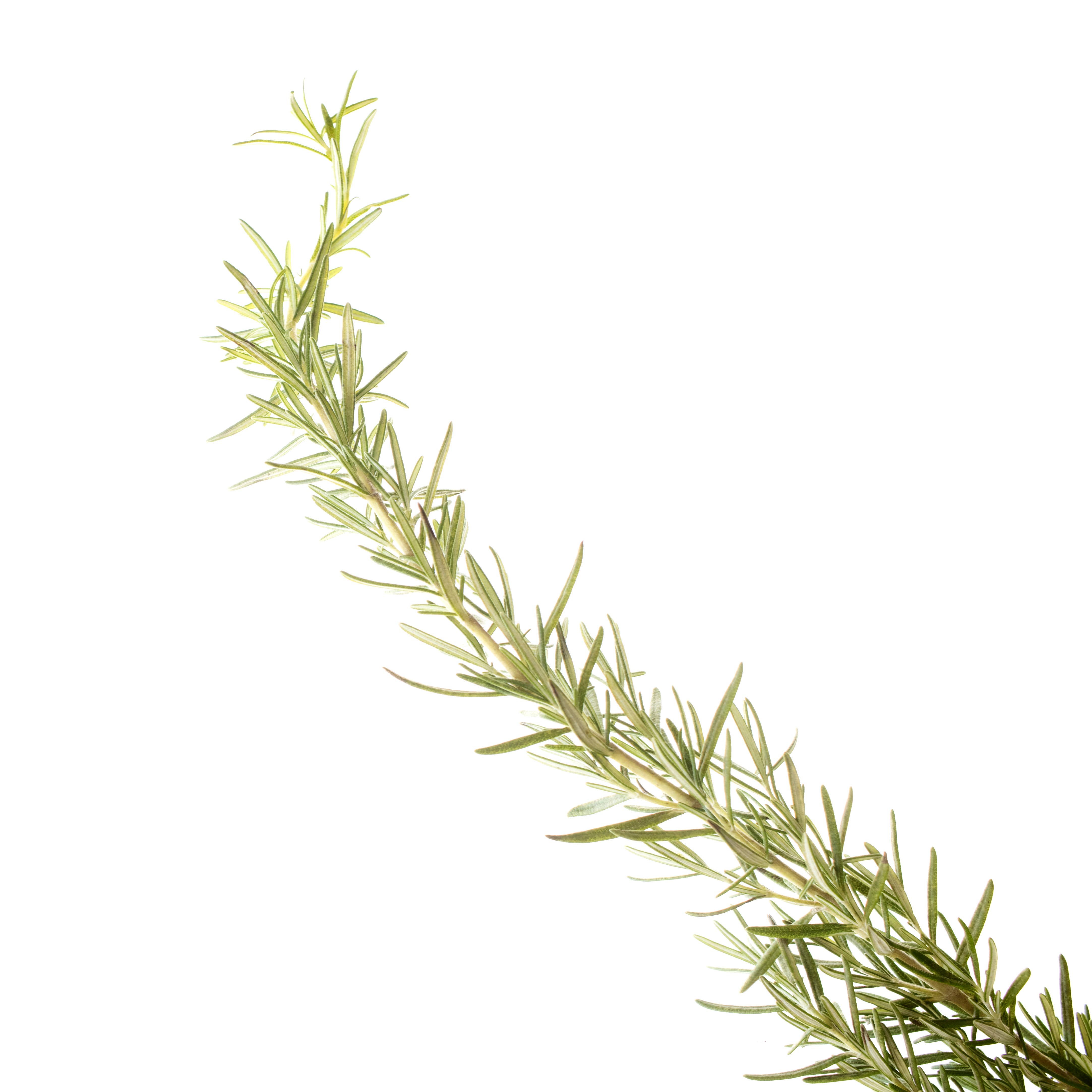 Breatherapy - Wholesale Aromatherapie-inhalator - ENERGIE Hersenstimulerende Aromatherapie Inhalatiepleisters1