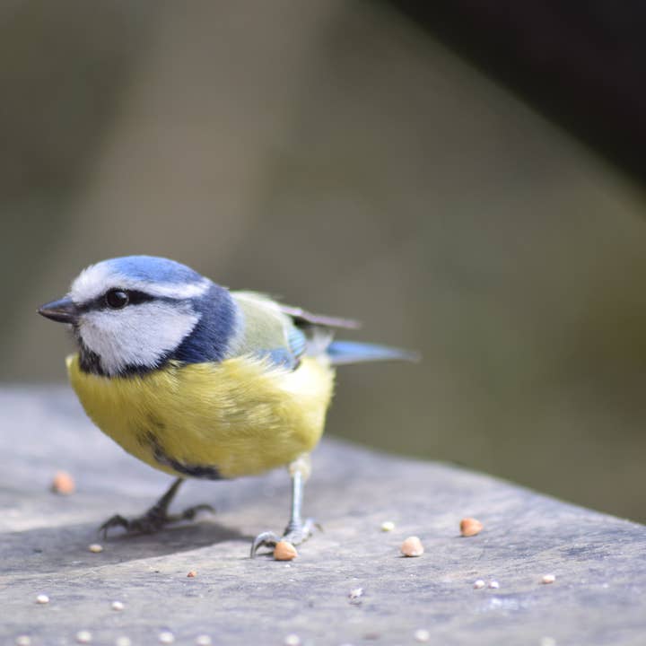 Blue tit 3 A4 print for wholesale by Red Berry Photos