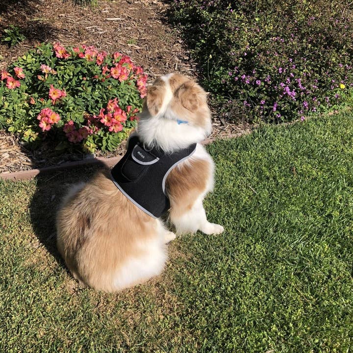 Naomi's Happy Place Shop - Wholesale Pet Harness - Dog - Pet Realtime Surveillance w/ Pet Tracker GPS Tracking Chip for Dogs + App Size:M9