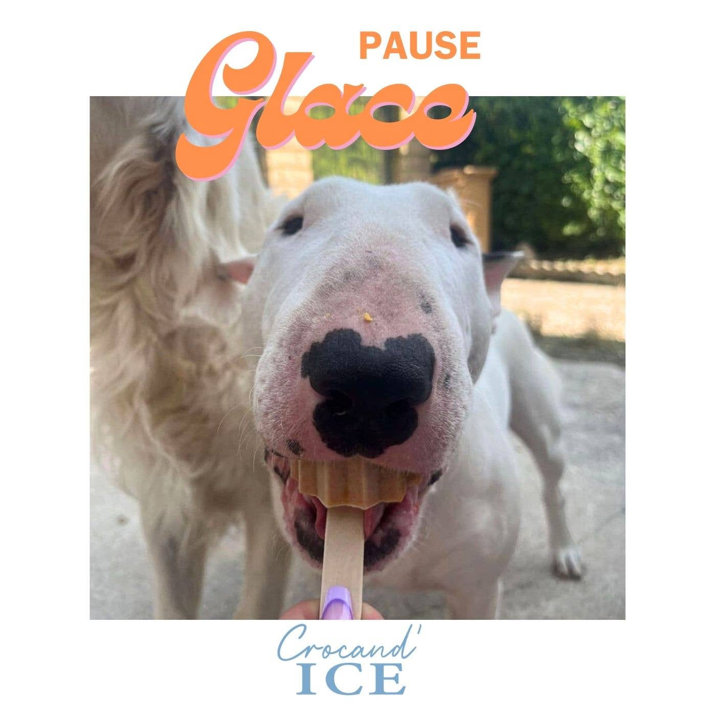 Crocandiz – snacks e guloseimas - Cão por atacado – Sorvete para cães de cenoura e tangerina