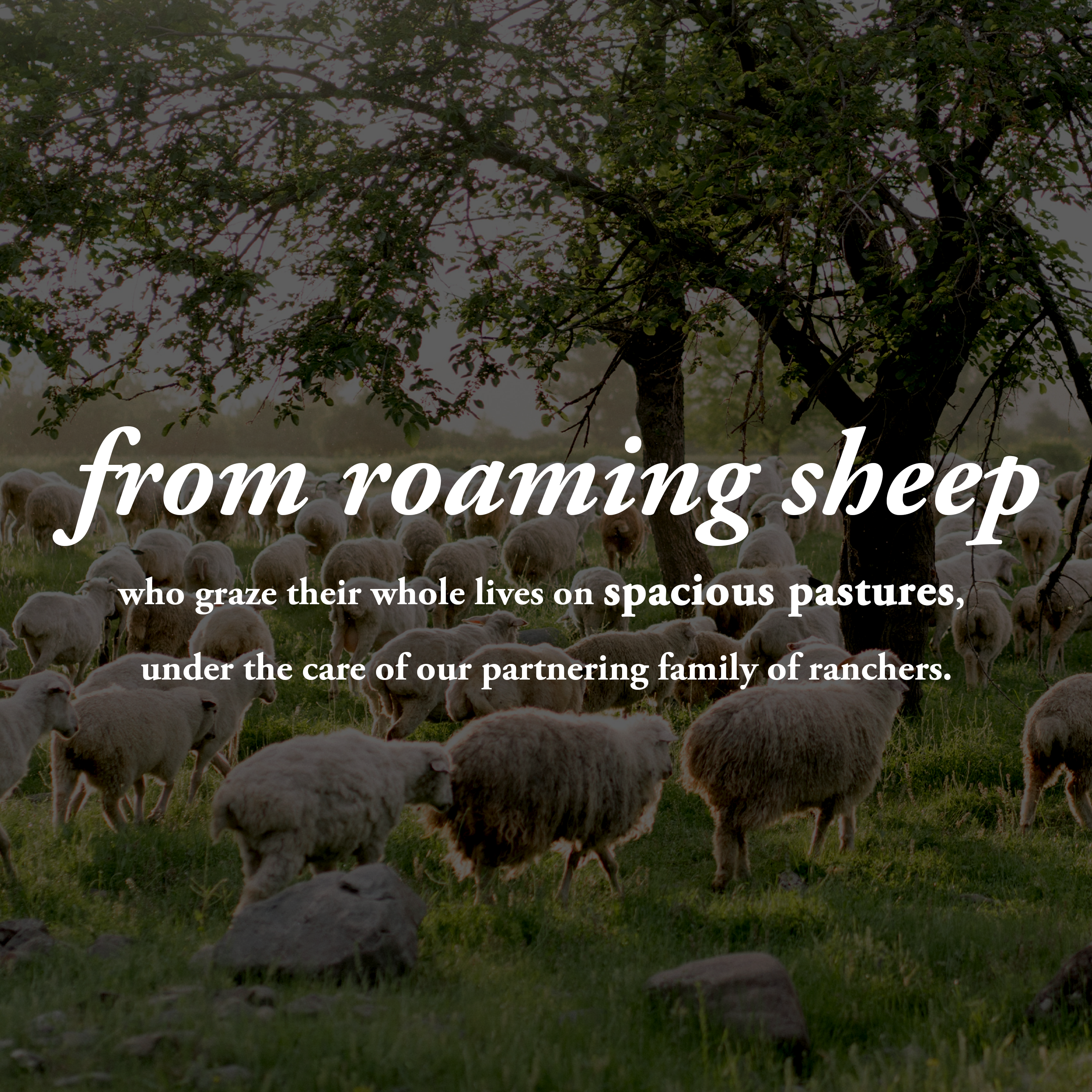 Rustic Strength - Wholesale Dryer Balls - Jumbo Sheep Wool Dryer Balls2