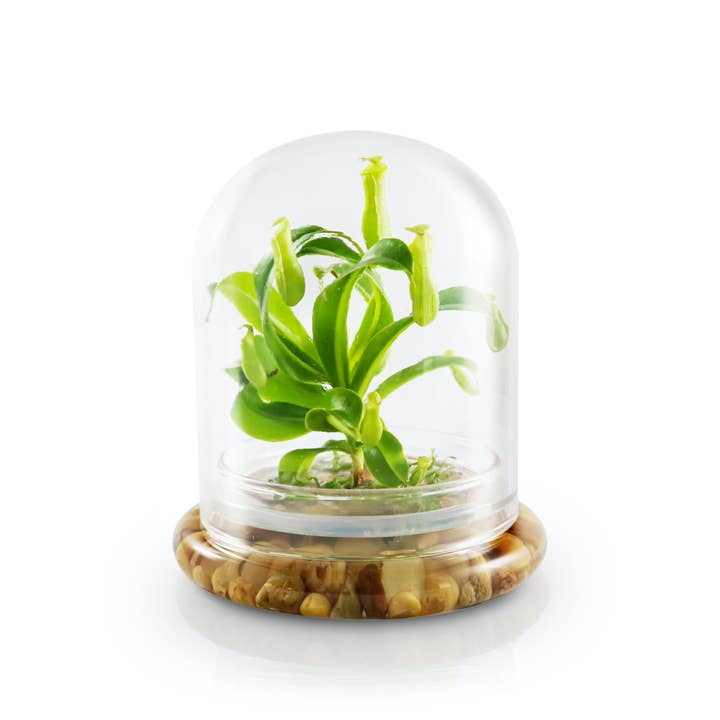bloomify - Wholesale Live Plant - Live Pitcher Plant Terrarium, Nepenthes Tobaica with Moss, Must-have Home Décor6