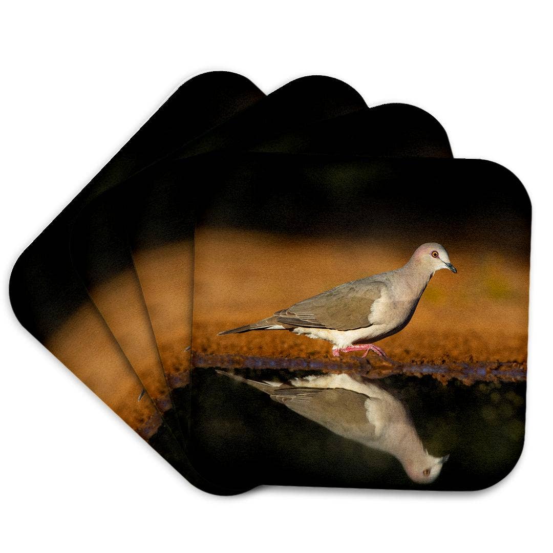 3dRose - Wholesale Coasters - 3dRose, White-tipped dove, Leptotila verreauxi by pond., Coaster7