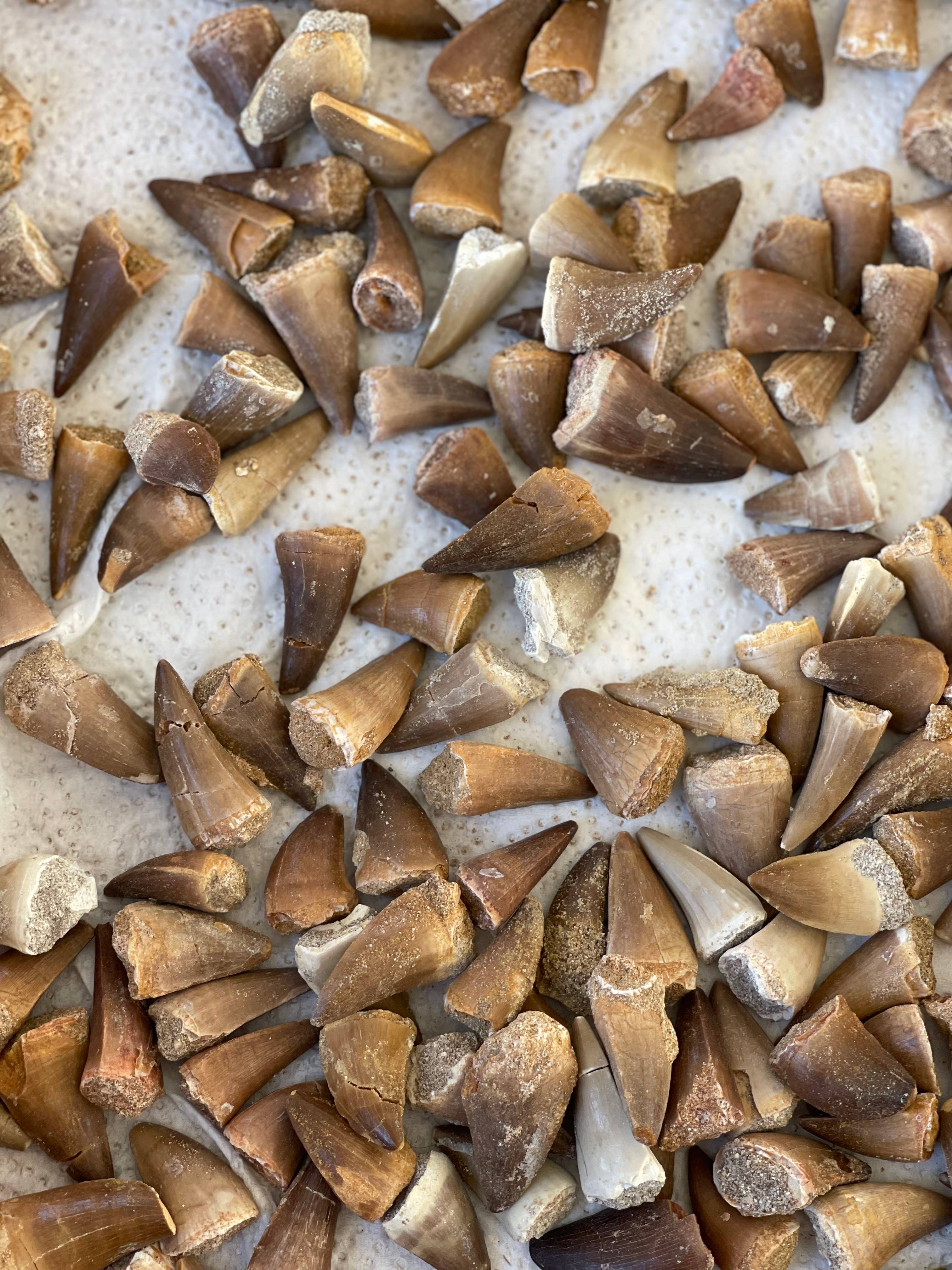 Casablanca Exports – wholesale Andlig sten/kristall – Mosasaurus enkel tand1