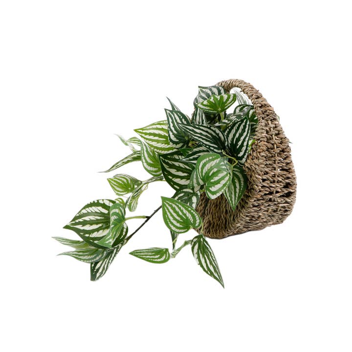 Flora Bunda Inc – wholesale Hanging planter – Trailing Ivy in 8.5" Hanging Basket 8.5*8.5*4.251